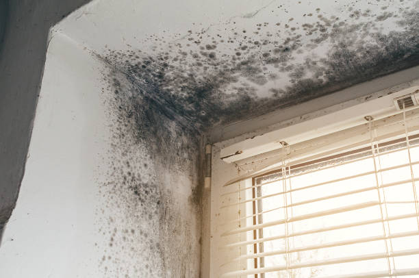 Affordable Mold Remediation solutions in Morris Plains, NJ